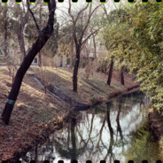 NVDIA GEFORCE RTX 5090