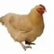 chicken