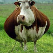 chonks