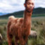 Kendrick LLAMA