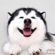 一波操作猛如狗