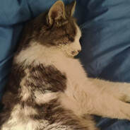 ****.第一假深情