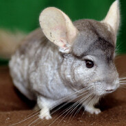 Awesome Chinchilla Facts