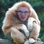 yoseph Gibbon