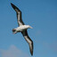 Albatross