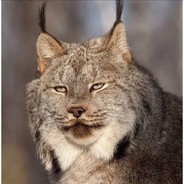 怒号光明的香猪