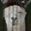 Llama