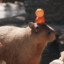 Capybara