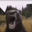 DelisiousBear