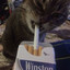 That Fuggass Cat