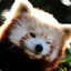 RedPanda