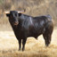 BULL