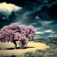 N-甲基天冬氨酸