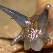 SLUG