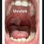 lil Uvulus