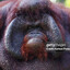 big black monkey