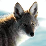 [ Гадкий кайот]