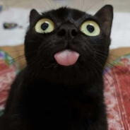 EL_GATITO