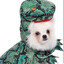 Cãossauro