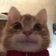 一只中华狸花猫