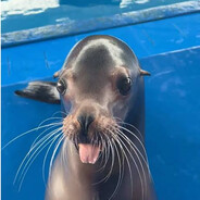 Sealion-Lover Steam avatar