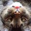 claw