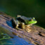 Frog_On_Dah_Log