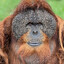 OrangUtanisme