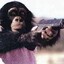 chimp packing heat