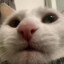 907 котов