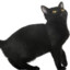 SCHWARZE KATZE