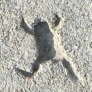 挨打先还手 锁我司马狗