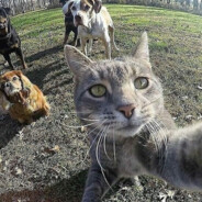 YAK47 - steam id 76561199379004667