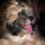 ChiMkenWill0w!