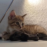 猫，吸就完事儿了！