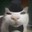 GATO CHIPA