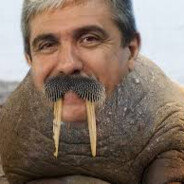 Morcii