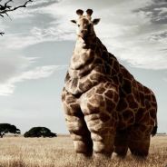 A Fat Ass Giraffe