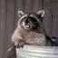 Trash Panda