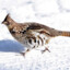 Ruffed Grouse