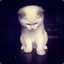 熊猫Cc