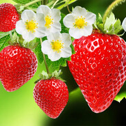 Strawberrys