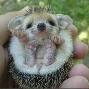 酷酷の小吾(早起的鱼)