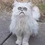 特鲁看住小玉老爹要拉个大电