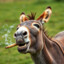 schmock