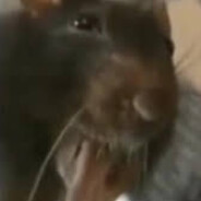 stupid fucking burping rat