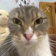 фикус все по 250