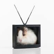 Hamster in Tv