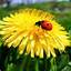 taraxacum officinale