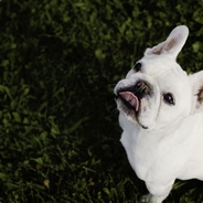 匹配到我，说明你也很菜